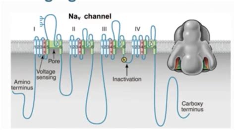 BIOL 216 5.1 Ion Channels and AP's (E2) Flashcards | Quizlet 