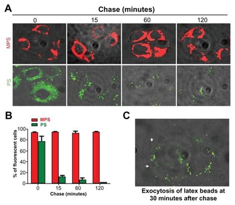 Full Article Biocompatibility Endocytosis And Intracellular