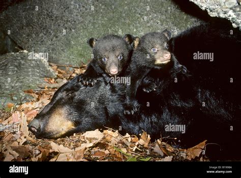 Twin Three Month Old Black Bear Cubs Ursus Americanus With Their