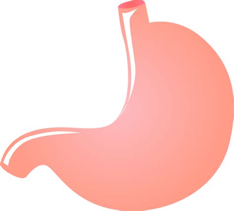 Stomach Clipart Hi Res Stock Photography And Images Alamy Clip Art