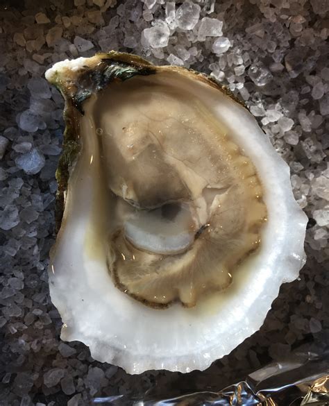 Cotuit Oyster Company Oysters