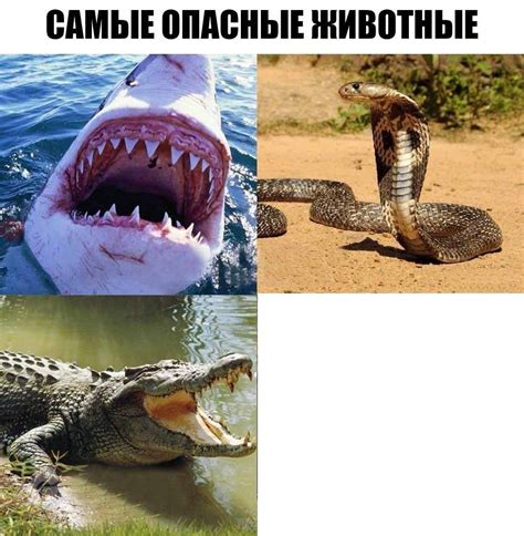 Crocodile Memes Funny - Crocodile