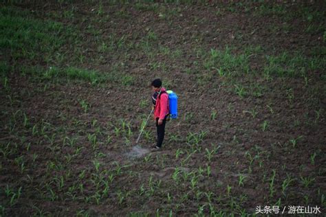 農田噴灑農藥忙 每日頭條