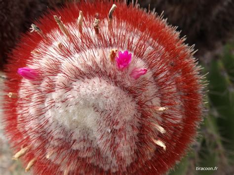 Melocactus Intortus