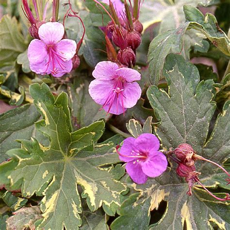 Geranium Macrorrhizum Variegatum Geranium Vivace P Pini Res