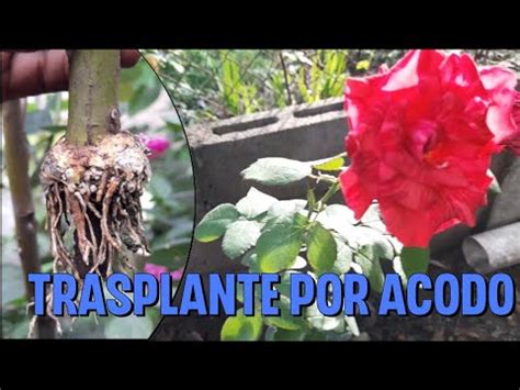 Como Reproducir Tu Rosal Con Metodo De Acodo A Reo R Pido Y