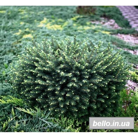 Ялина сербська Карел (Picea omorika Karel) Львів, Харків, Дніпро