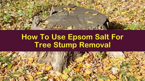 How To Use Epsom Salt For Tree Stump Removal