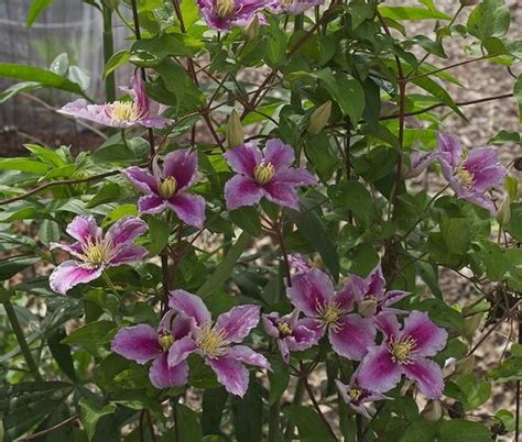 Clematis Hagley Hybrid Cm Stuks Grote Roze Bloemen