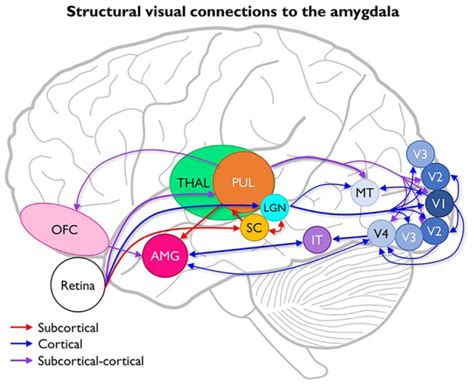 Anatomical Diagram Of Subcortical And Cortical Visual Afferents To The