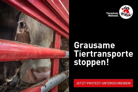 Wie Du Mithelfen Kannst Grausame Tiertransporte Zu Beenden