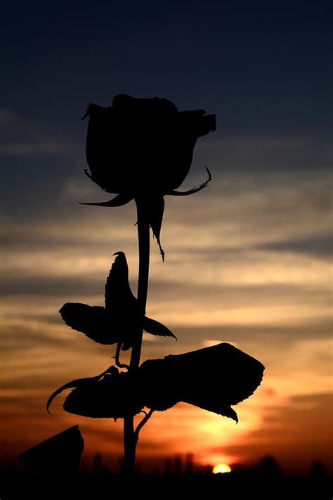 Sunset Rose Slhouette Photograph by Reva Steenbergen