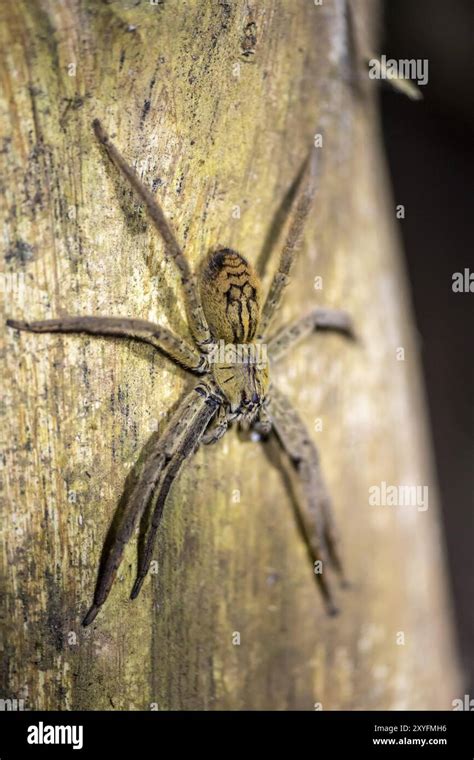 Blue Banana Spider