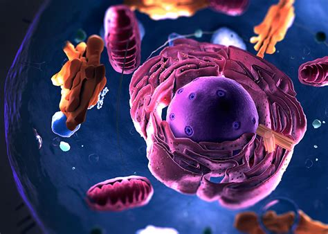 Organelles grow in random bursts - The Source - Washington University ...