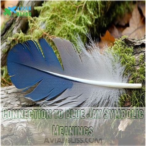 Blue Jay Feather Meaning What Your Sacred Sign Really Means