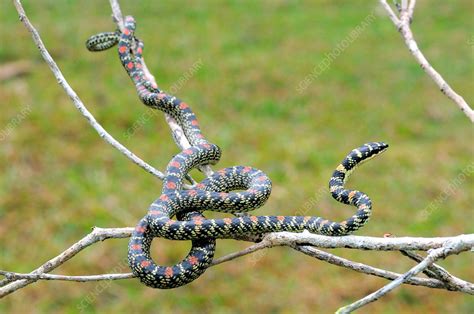 Paradise Tree Snake Stock Image C0118018 Science Photo Library