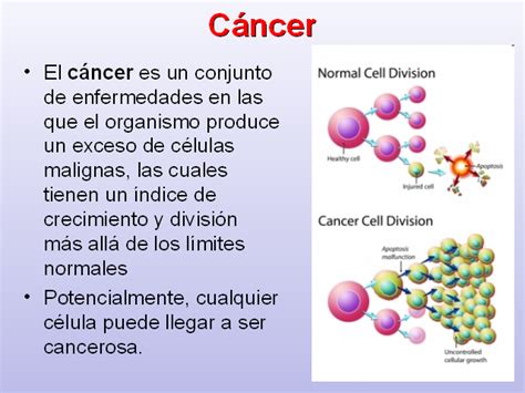 Ciclo Celular Y C Ncer