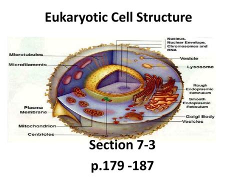 Eukaryotic Cell Wall Structure