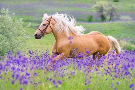 11 Interesting Facts About Palomino Horses