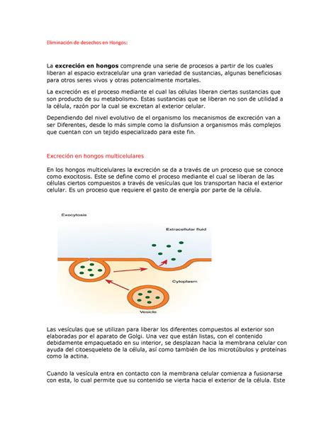 Eliminación de desechos en Hongos Eliminación de desechos en Hongos