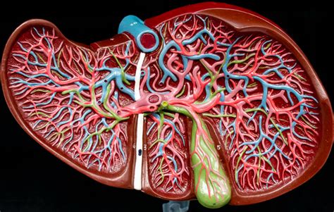 4 Liver Cross Section Diagram Quizlet