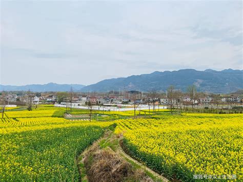 桃花红，李花白，菜花黄，一路风光旖旎，西乡高土坝观最美油菜花汉中