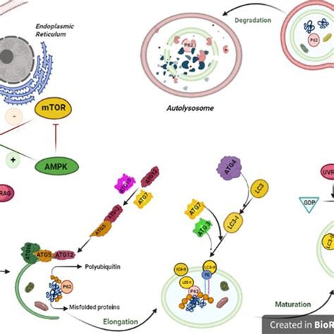 Autophagy pathway is performed in five steps from initiation to fusion ...