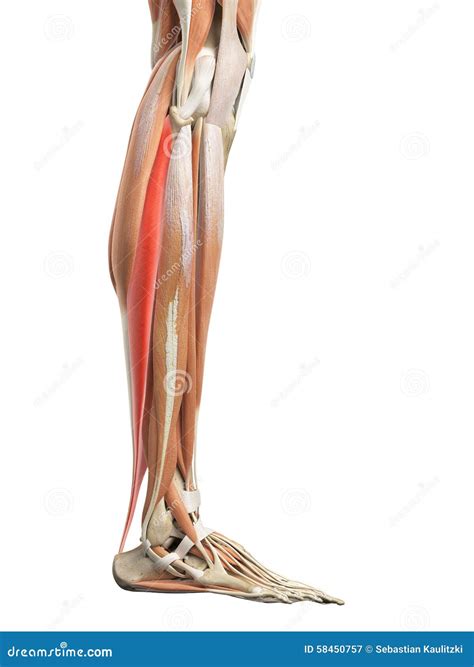The Soleus Stock Illustration | CartoonDealer.com #56286724