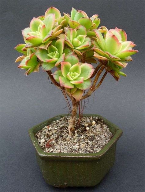 Aeonium Kiwi” Tricolor To Make Your Spring Pop Unusualseeds