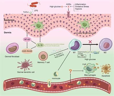 Frontiers Research Progress On The Mechanism By Which Skin Macrophage