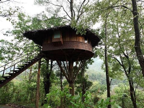 Rainforest Resort Athirapally India Tree House Beautiful Tree