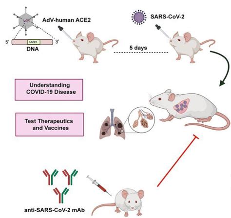 Cell：小鼠sars Cov 2感染模型揭示中和抗体的保护作用 组学专区 生物谷