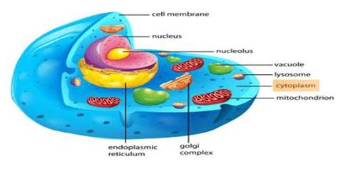 Cytoplasm: Definition with Functions - QS Study