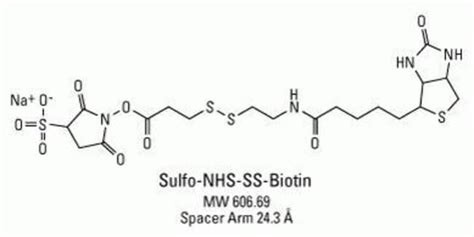 EZ Link Sulfo NHS SS Biotin Thermo Fisher Scientific