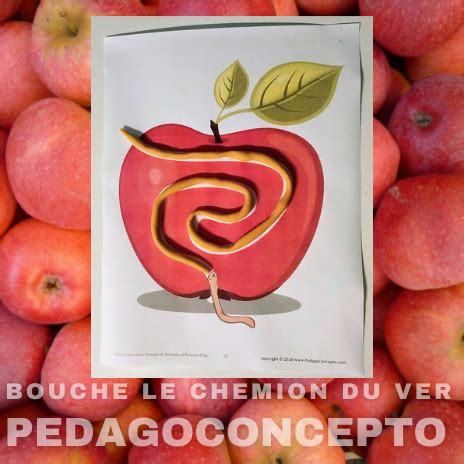 Pomme De Reinette Et Pomme D Api PedagoConcepto