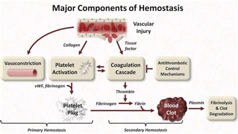 Hem Coagulation And Fibrinolysis Flashcards Quizlet