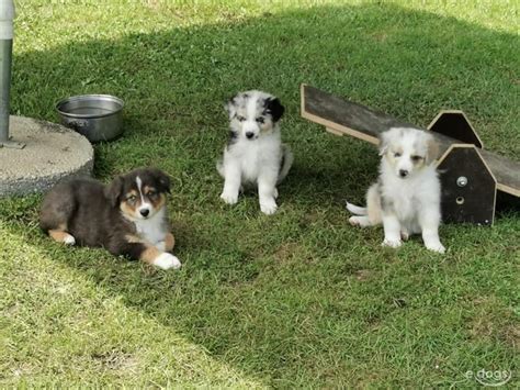 Australian Shepherd Welpe Bis Monate