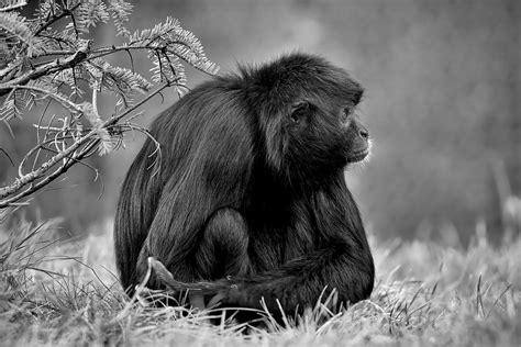 90,000+ Free Black Monkey & Monkey Images - Pixabay