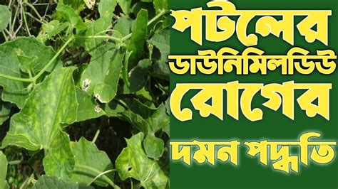 পটলের ডাউনিমিলডিউ রোগ ও দমন পদ্ধতি পটলের ডাউনি মিলডিউ রোগ দমন পটলের