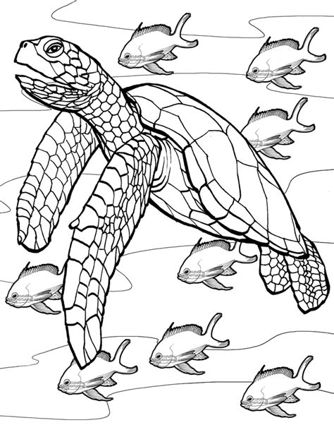 Desenho De Tartaruga Marinha Para Colorir Tudodesenhos