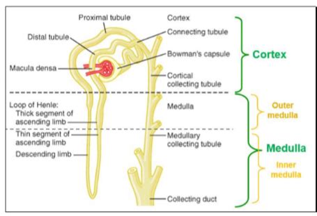 Phys Lec 1 Renal Physiology Flashcards Quizlet