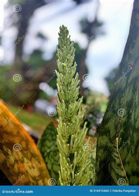 Sansevieria stock photo. Image of pointy, tongue, sansevieria - 316915460