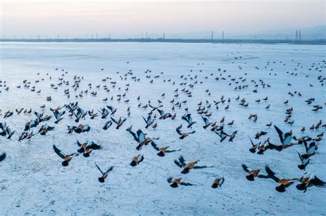 Migratory Birds Fly Back To Hohhot As Temperatures Rise Cgtn