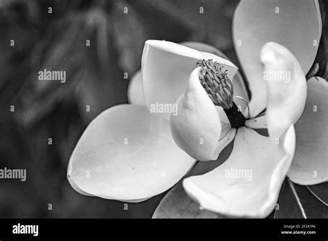 A Shot Of The Southern Magnolia Tree Magnolia Grandiflora Reveals Its