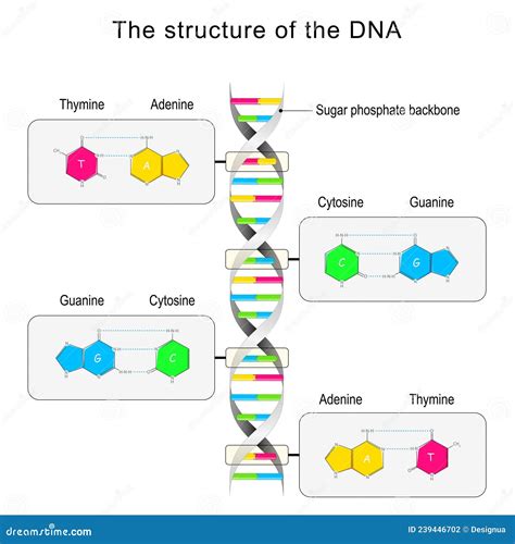 Guanine Cytosine Base Pair