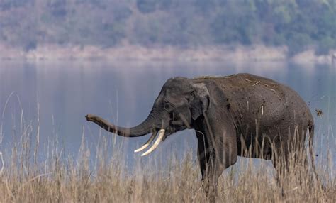 Elefante Indio Elephas Maximus Indicus O Tursker En La Jungla Del