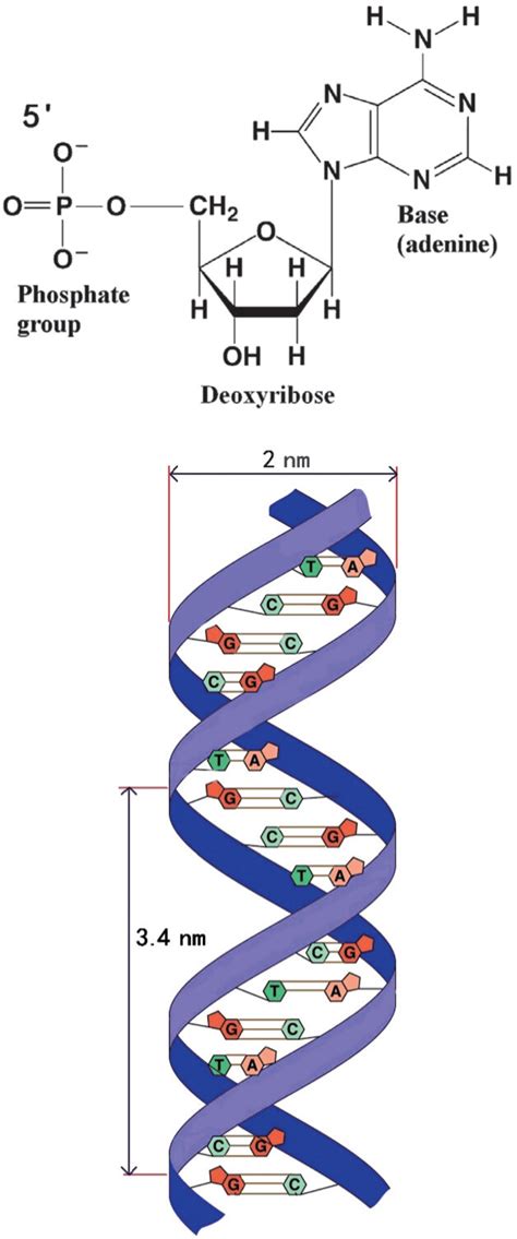 Illustration Of The Dna Subunits And Structure Download Scientific Diagram