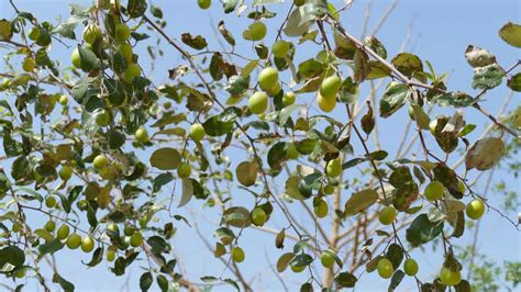 How To Grow Jujube From Seed To Harvest Check How This Guide Helps