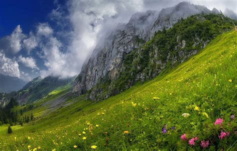 Greens Forest Summer Grass Clouds Flowers Alps Flowers Hd