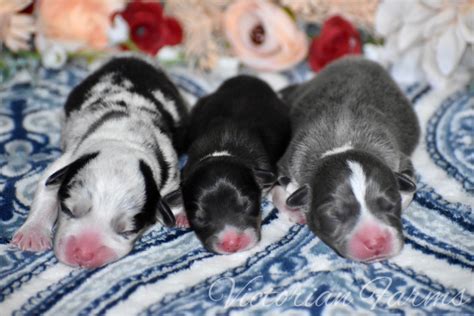 Corgi Puppies For Sale – Victorian Farms